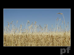 NIEBIESKO-ŻÓŁTE RYTMY