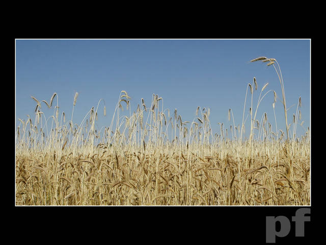 NIEBIESKO-ŻÓŁTE RYTMY - panfoto