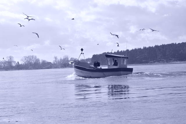 miko - ciekawy_polski