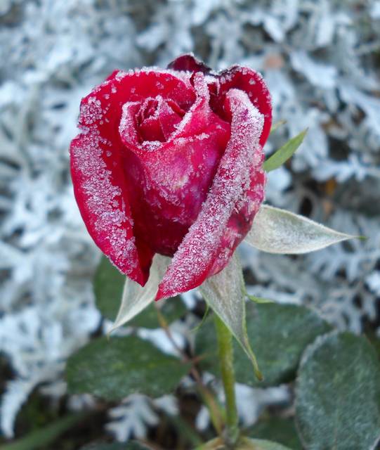 roza2.JPG - kittyxxx