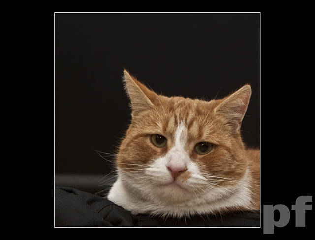 RUDEGO KOTA NIE WIDZIELIŚCIE ..? - panfoto