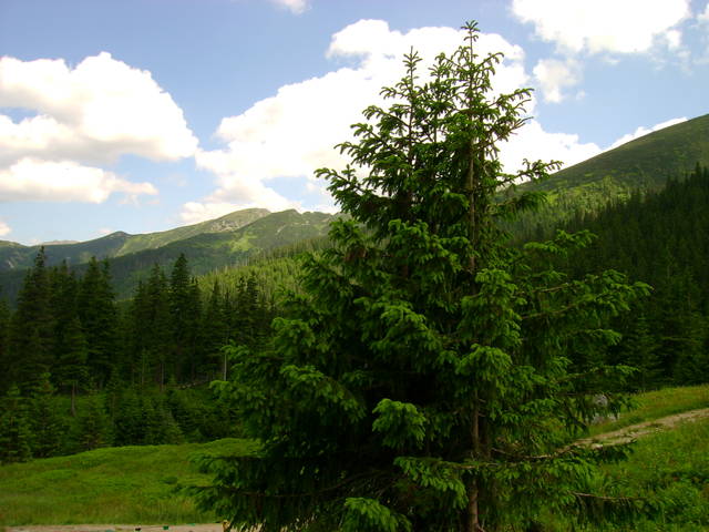 Tatry moje tatry - krakowiak36
