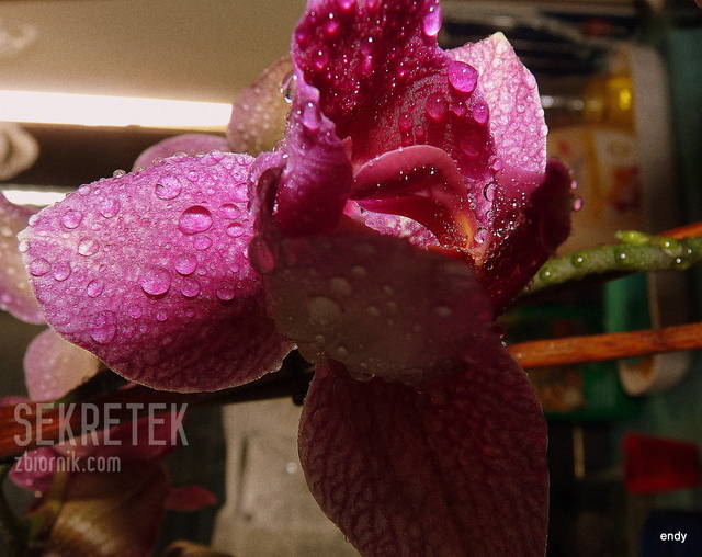 Phahaenopsis Hybride Rose - sekretek