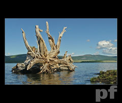 MONGOLSKIE DZIWADŁO