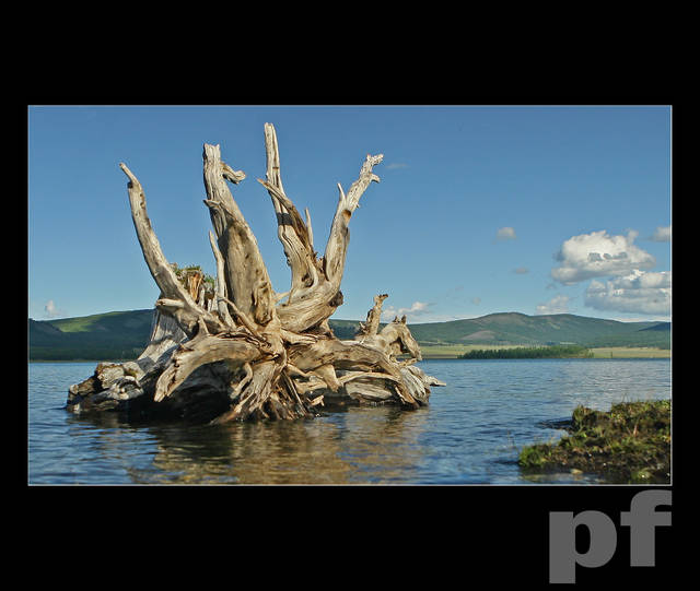 MONGOLSKIE DZIWADŁO - panfoto
