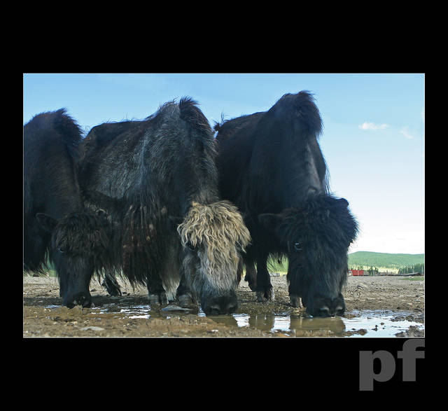 POŚWIĄTECZNY KAC - panfoto