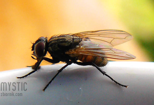 Tu nie chodzi o urodę i inteligencję - mystic