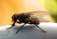 Tu nie chodzi o urodę i inteligencję