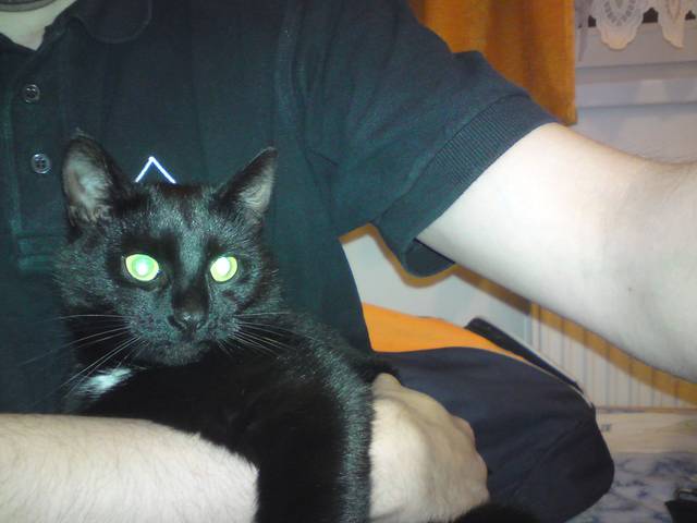 Kocie oczy... - sjkp