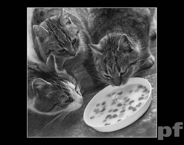 WSPÓLNA MISKA... - panfoto