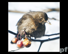 ZMARZNIĘTE JABŁUSZKA