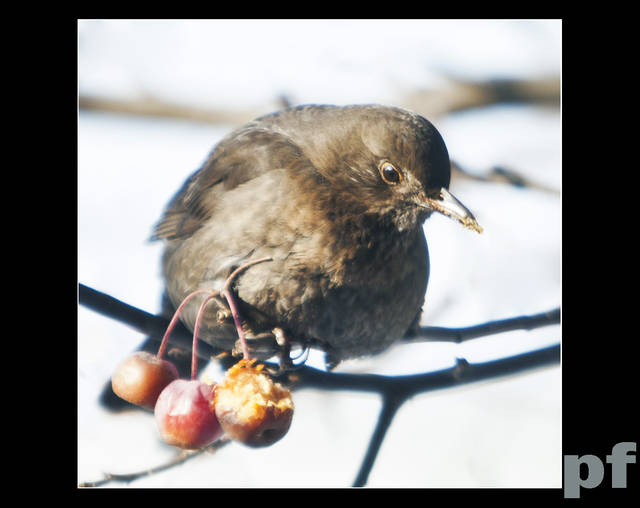 ZMARZNIĘTE JABŁUSZKA - panfoto
