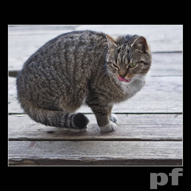  ZADARŁA KIECKĘ... KOCICA - panfoto