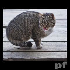  ZADARŁA KIECKĘ... KOCICA