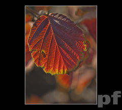 NIEOSTROŚĆ WSZECHŚWIATA W POCZĄTKOWEJ FAZIE ROZWOJU