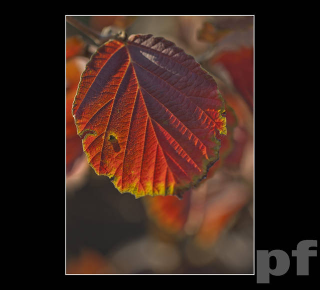 NIEOSTROŚĆ WSZECHŚWIATA W POCZĄTKOWEJ FAZIE ROZWOJU - panfoto