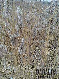 Szarobure, banalne ale puchowe przedwiośnie......