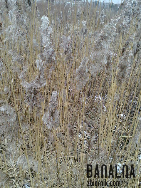 Szarobure, banalne ale puchowe przedwiośnie...... - banalna