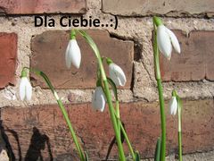 WIOSNA...!!!!!!