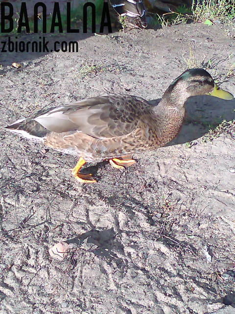 Kroczy ku wiośnie.... - banalna