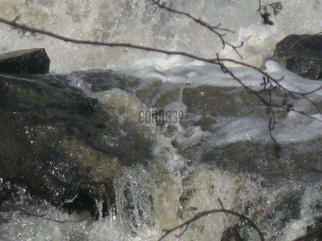 marzy mi się ta... wilgoć...:) - corrs39