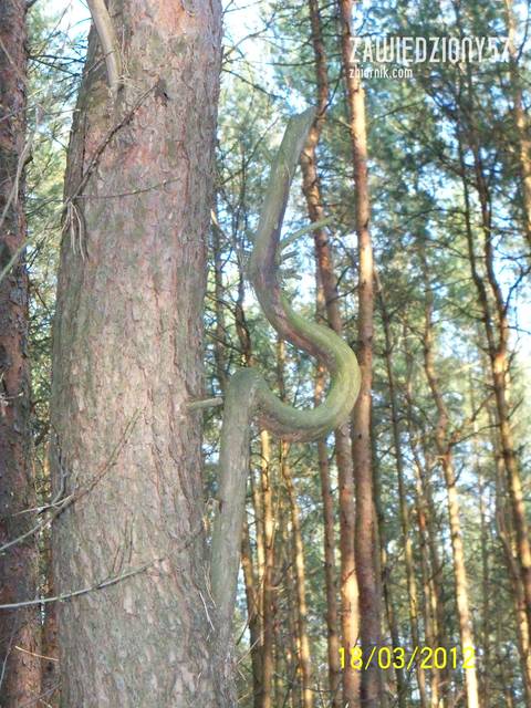 Jakieś skojarzenia ? - zawiedziony57