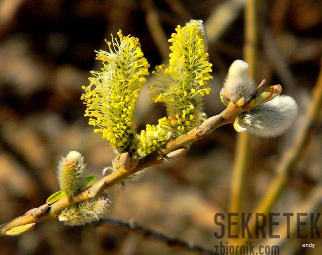 wiosennie - sekretek