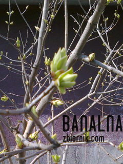 Wiosenny,zielony.....Dla każdego....