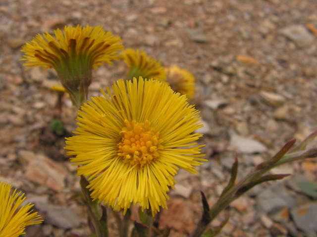 wiosna zakwita dla mojej przyjaciólki - Sedecrem