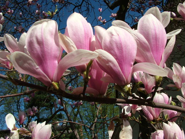 DSCF5267.JPG - 2807J