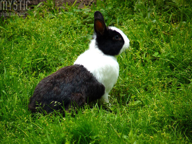 Poziomek nie ma, ale... - mystic