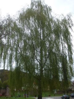 nie pięknna płacząca brzoza