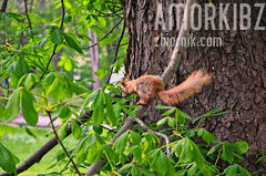 Na spacerku w Łazienkach spotkałam również wiewióreczkę :)