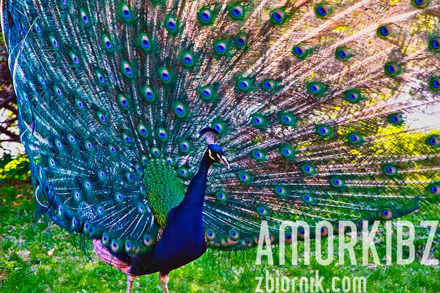 Piąkno natury  - amorkibz