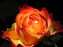 Róża, kwiat dla kobiecych kobiet..:)