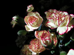 Która Pani lubi goździki..??