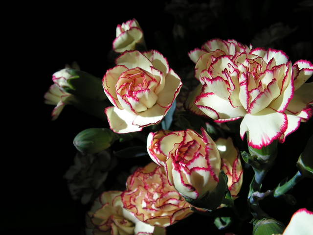 Która Pani lubi goździki..?? - Sedecrem