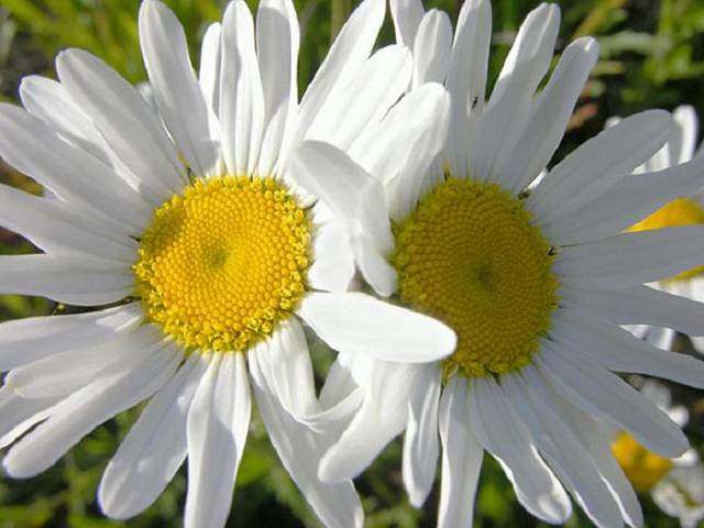 Margaretka.jpg - para72wlkp