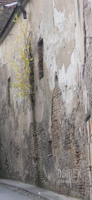 dobra gleba - osinek