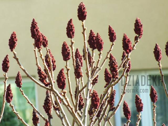 DSCF0046z.jpg - dziadekh