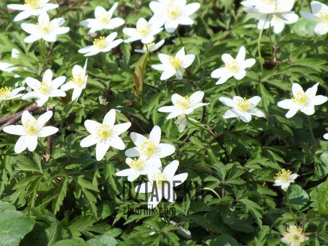 Wiosenne kwiatki - dziadekh