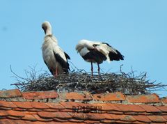 Jeszcze jeden wiosenny obrazek