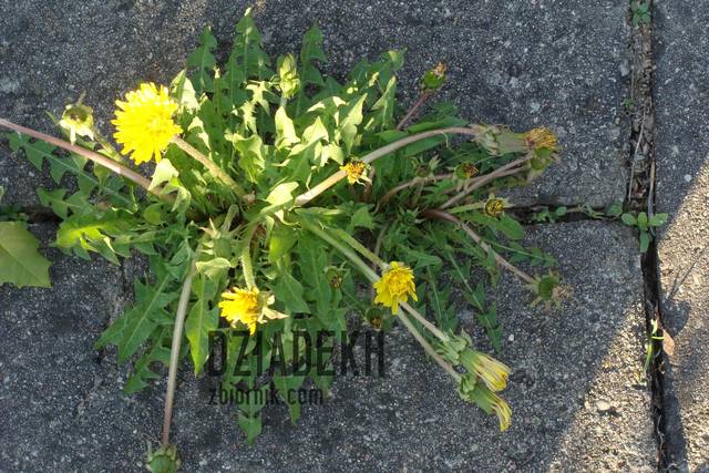 Co ta wiosna robi z przyrodą - dziadekh