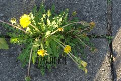 Co ta wiosna robi z przyrodą