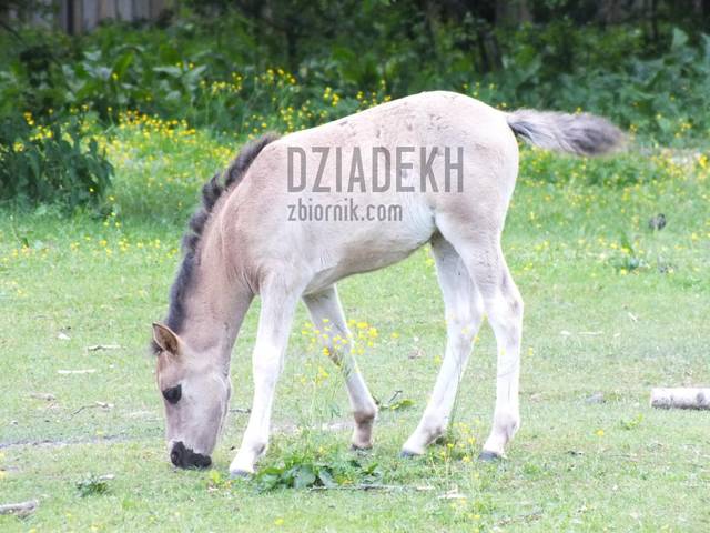 Młody tarpan - dziadekh