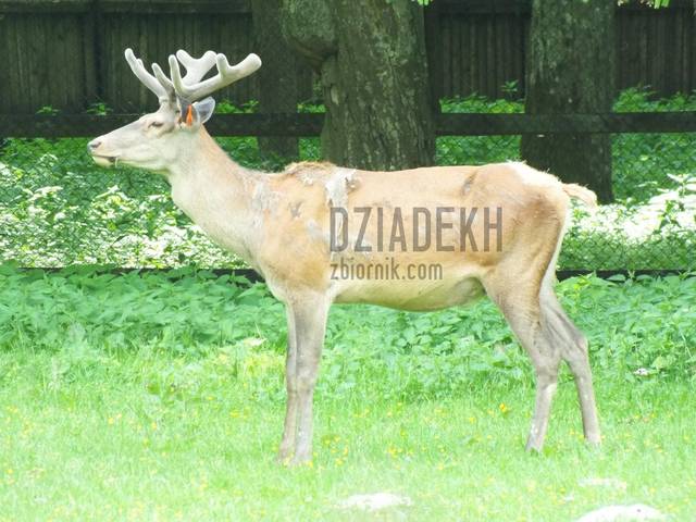 Jeleń w wiosennej kreacji - dziadekh