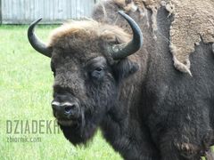 Żubr w wiosennej kreacji