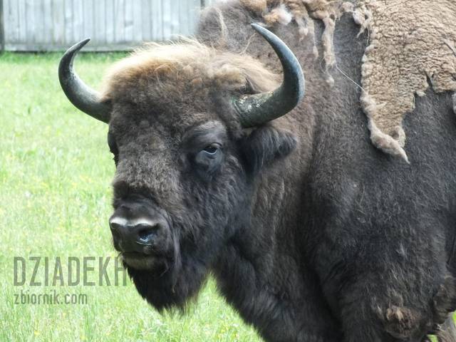 Żubr w wiosennej kreacji - dziadekh