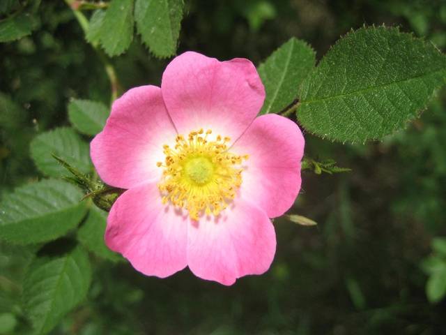 Dla Ciebie Banalna ! - avelanche