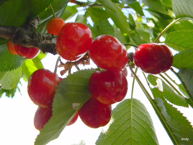 kilka słodkości dla podniebienia - sekretek